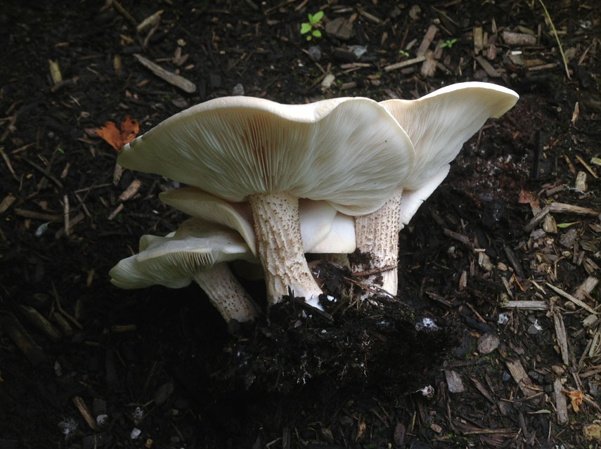 Melanoleuca verrucipes